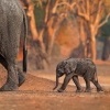 Slon africky - Loxodonta africana - African Bush Elephant o0756_2